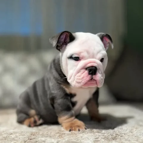 English Bulldog