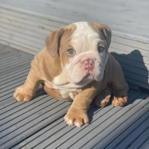 English Bulldog