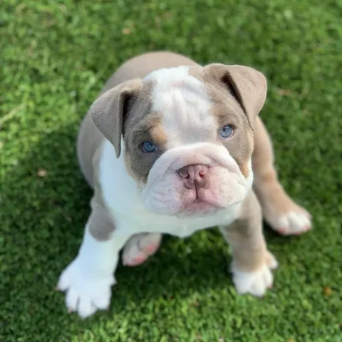 English Bulldog