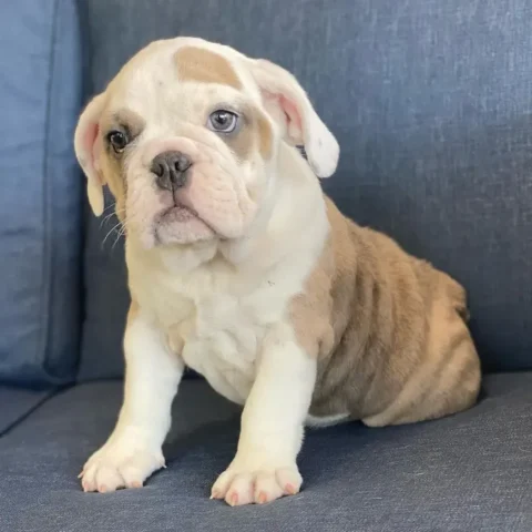 English Bulldog