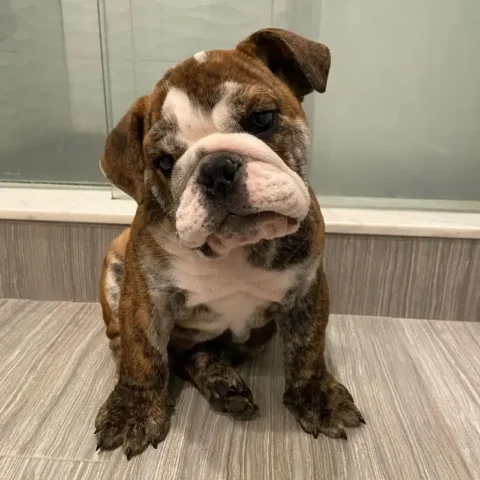 English Bulldog