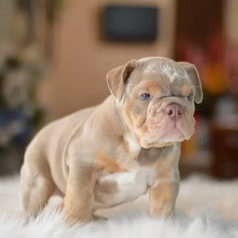 English Bulldog