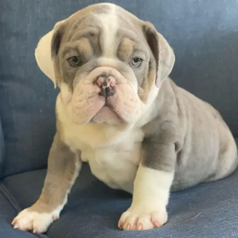 English Bulldog